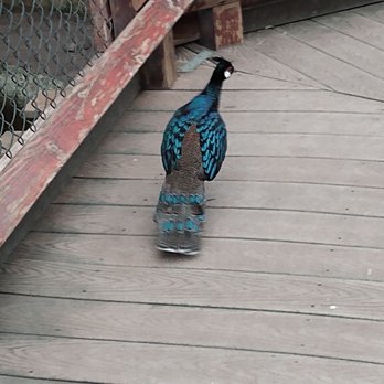 El Paso Zoo - Aquariums Near Me - El Paso, Texas El Paso Zoo - Aquariums Near Me - El Paso, Texas