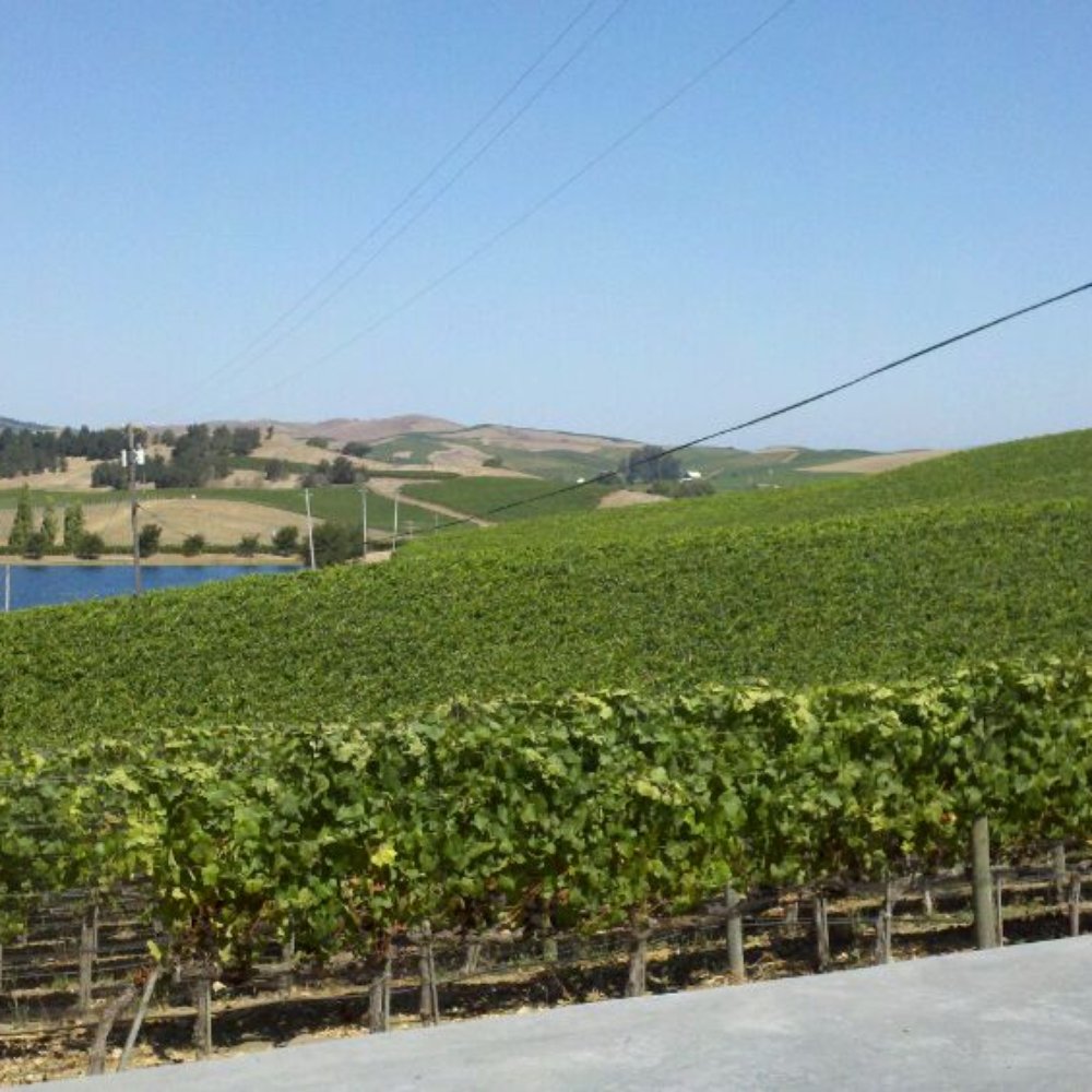 Cuvaison - Breath taking view - Wineries Near Me - Napa, California Cuvaison - Breath taking view - Wineries Near Me - Napa, California