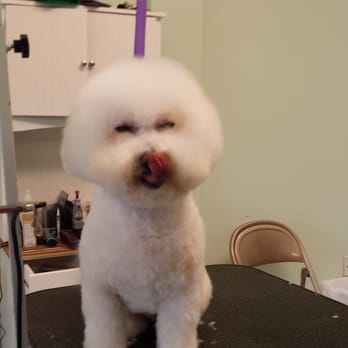 Happy Hounds Pet Spa - Pet Groomers Near Me - Hoover, Alabama Happy Hounds Pet Spa - Pet Groomers Near Me - Hoover, Alabama