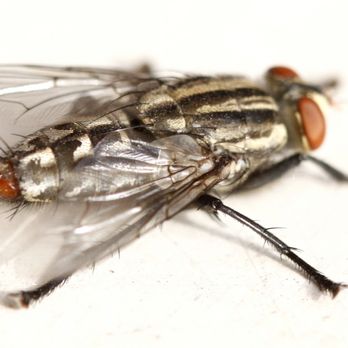 Golden Arrow Pest Control - FLIES - Pest Control Near Me - Edmonton, Alberta Golden Arrow Pest Control - FLIES - Pest Control Near Me - Edmonton, Alberta