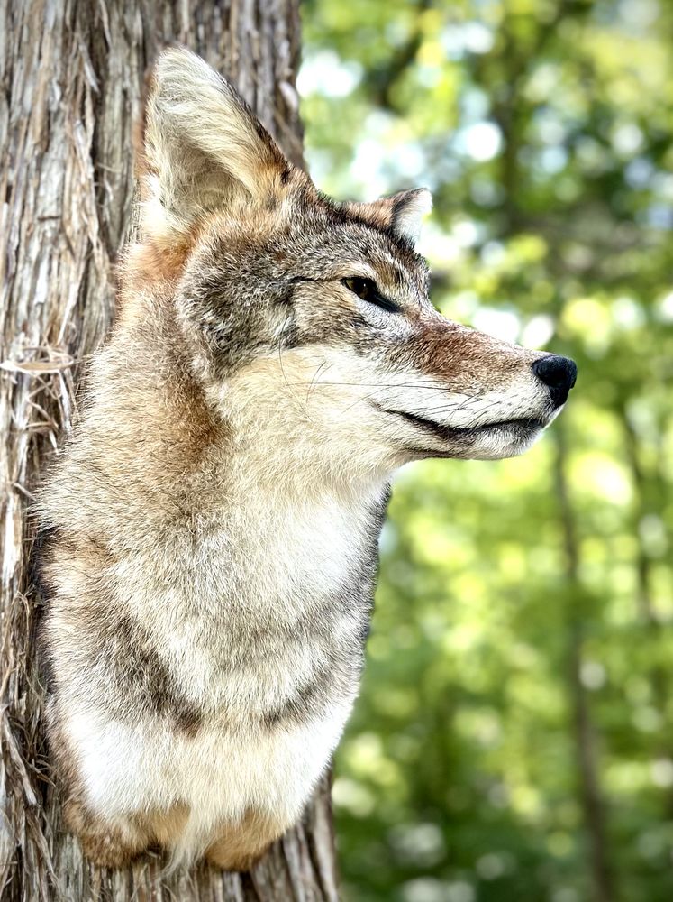 Hatchie Wildlife Artistry - taxidermy in Bolivar, TN