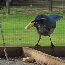 Skagit Wild Bird Supply - Scrub Jay