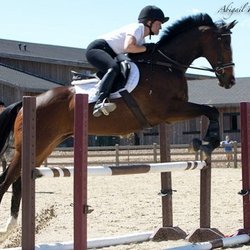 A&A Equestrian