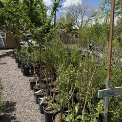 Rehm's Nursery and Garden Center