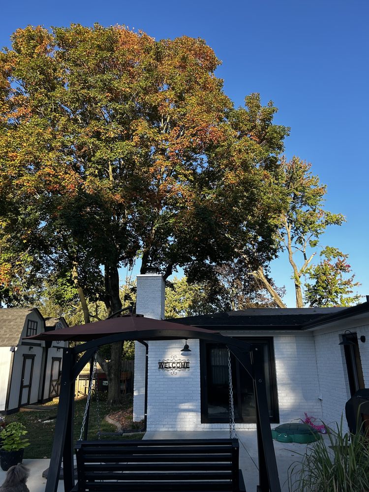 Black Cherry Tree Service - tree service in Indianapolis, IN