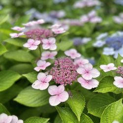 Airlie Gardens - Pink flowers