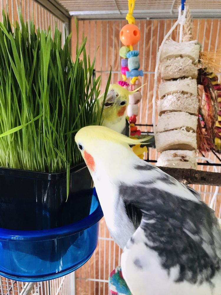 PARROT NANNY 23 Photos & 17 Reviews Pet Sitting Lafayette, CA