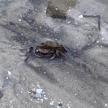 Dog Beach Park - Small Crab - Dog Parks Near Me - Fort Myers, Florida Dog Beach Park - Small Crab - Dog Parks Near Me - Fort Myers, Florida