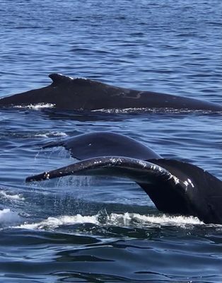 7 Seas Whale Watch by null