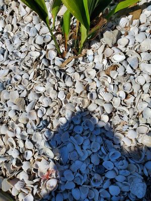 Bahama Breeze by null