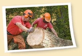 Urban Tree Service - tree service in Rochester, NH
