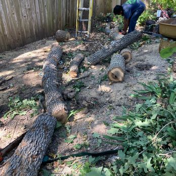 HCTT - Removal process. - Tree Services Near Me - Round Rock, Texas HCTT - Removal process. - Tree Services Near Me - Round Rock, Texas