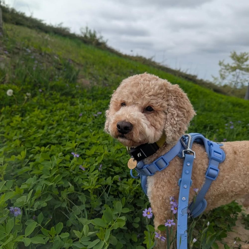 Animal Villa - Pet Sitting Near Me - Anaheim Hills, California