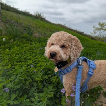 Animal Villa - Pet Sitting Near Me - Anaheim Hills, California Animal Villa - Pet Sitting Near Me - Anaheim Hills, California