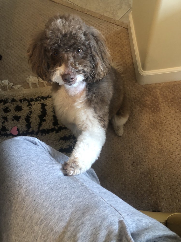 BARK AVENUE Updated July 2024 30 Photos & 11 Reviews Copperopolis