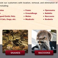 Fur & Feathers Wildlife Control