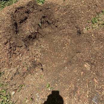 Stump Bros - Twelve inch hole where stump was ground out. - Tree Services Near Me