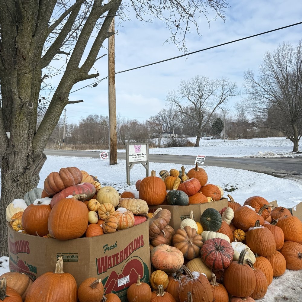 Oinking Acres Farm - Attraction Farms Near Me - Brownsburg, Indiana Oinking Acres Farm - Attraction Farms Near Me - Brownsburg, Indiana