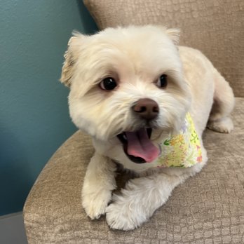 Magnolia Paw Spa - Pet Groomers Near Me - Seattle, Washington Magnolia Paw Spa - Pet Groomers Near Me - Seattle, Washington