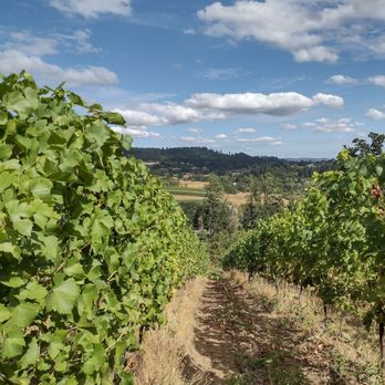 Sealionne Wines - Oregon country is wine country - Wine Tours Near Me - Newberg, Oregon Sealionne Wines - Oregon country is wine country - Wine Tours Near Me - Newberg, Oregon