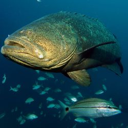 Deep Obsession Charters - Saw some friendly Groupers!