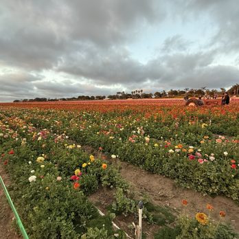 The Flower Fields - Towards closing time and sundown-April 2026 - Venues & Event Spaces Near Me - Carlsbad, California