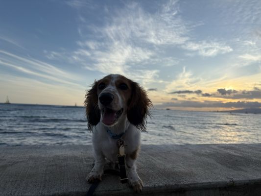 Kaimana Beach by null