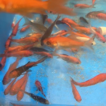 petsmart koi