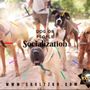 Photo of Shultz K9 Enforcement