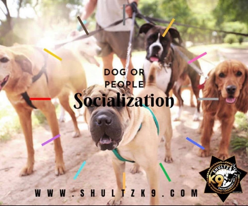 Shultz K9 Enforcement - pet boarding facility in Oakland Park, FL