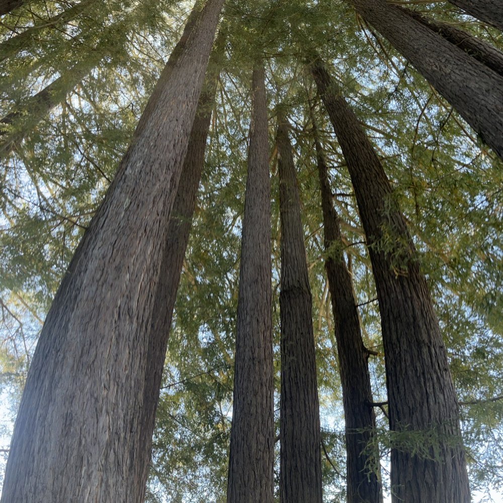 Redwood grove Redwood grove
