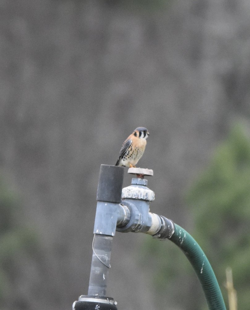 Green Hills County Park