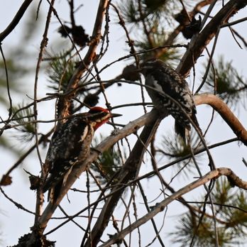 West Glacier RV Park - Mr and Mrs Red-Naped Sapsucker - Campgrounds Near Me - West Glacier, Montana West Glacier RV Park - Mr and Mrs Red-Naped Sapsucker - Campgrounds Near Me - West Glacier, Montana