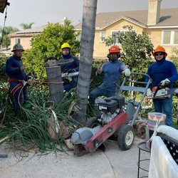 Damian’s Tree Service