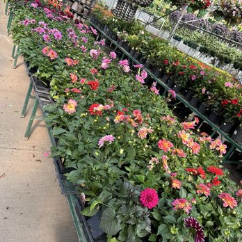 Sailer's Greenhouse - Dahlias galore - Nurseries & Gardening Near Me - Shakopee, Minnesota Sailer's Greenhouse - Dahlias galore - Nurseries & Gardening Near Me - Shakopee, Minnesota
