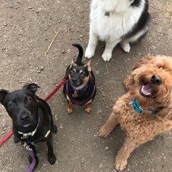 top 10 best small pets