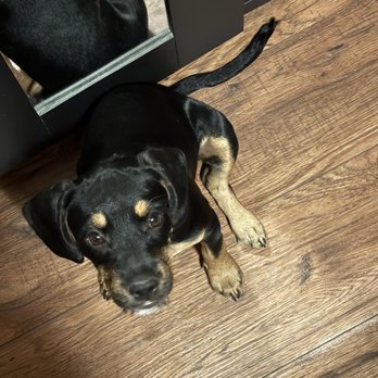 911 Vet Care - Gracie Mae - Veterinarians Near Me - Lancaster, California
