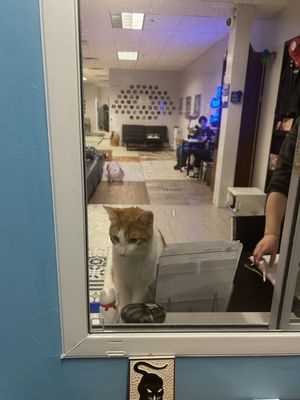 Kitty Cat Cafe and Adoption Lounge Inc by null