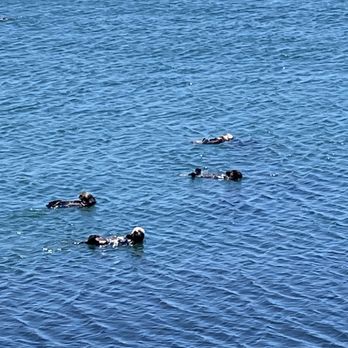 Morro Bay - The otters were back our next morning basking in the sun! - Landmarks & Historical Buildings Near Me - Morro Bay, California