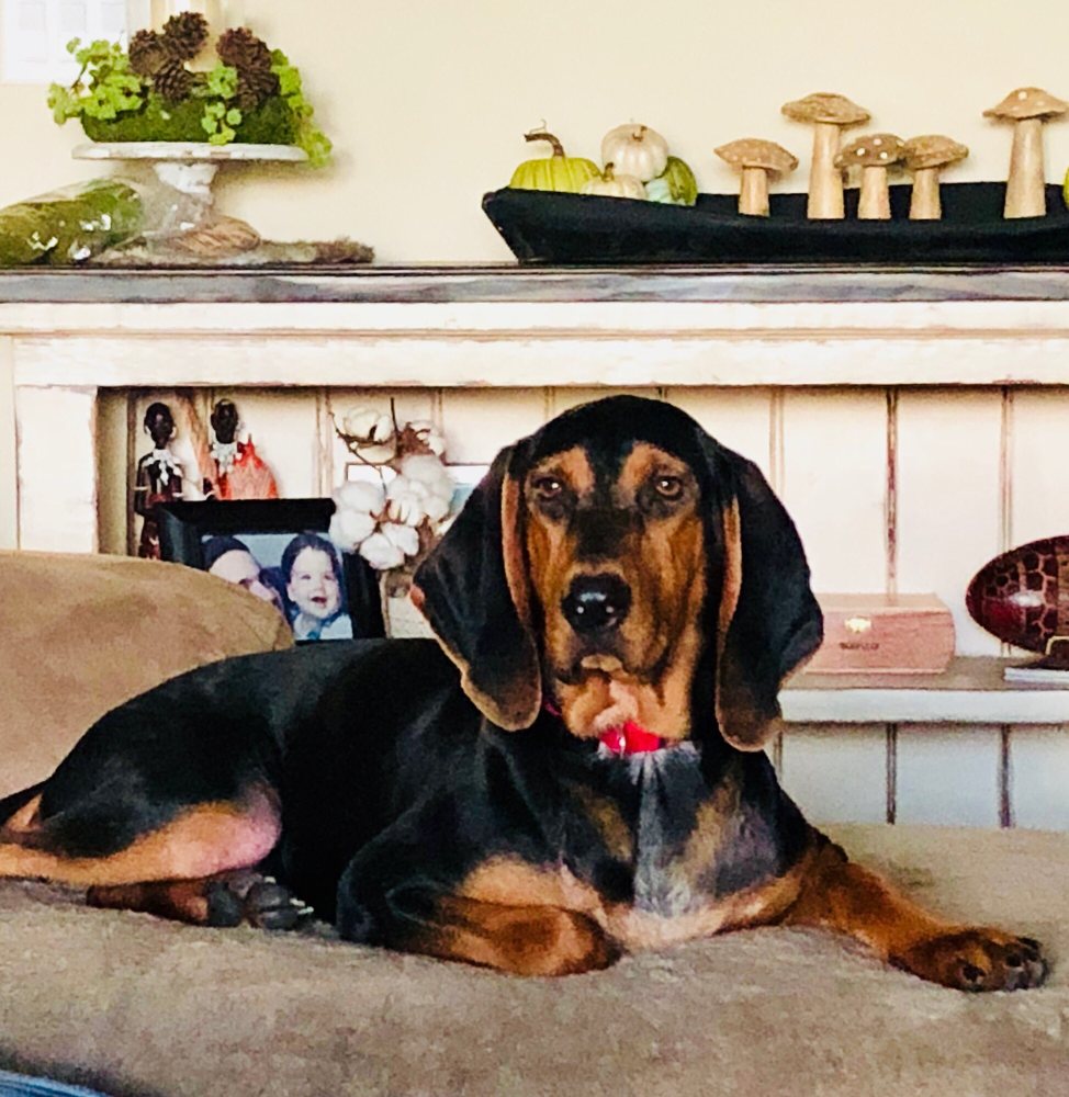 Pet Pal Animal Shelter 16 Photos & 16 Reviews Animal Shelters 405