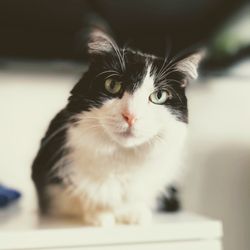 Beautiful black and white cat