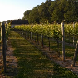 Rushland Ridge Vineyard & Winery - Our chardonnay vines