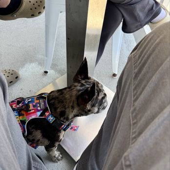 The Spot - @stella_theminifrenchie joint us for breakfast - Creperies Near Me - Cambria, California The Spot - @stella_theminifrenchie joint us for breakfast - Creperies Near Me - Cambria, California