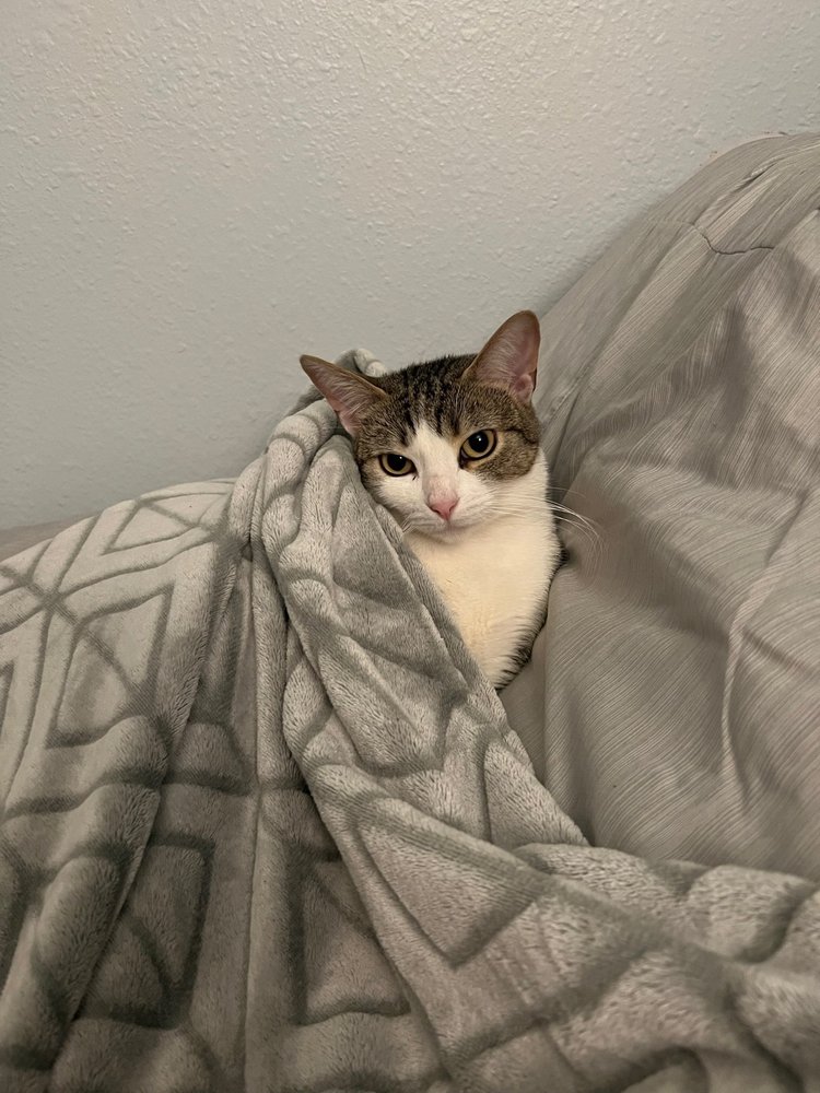 FURRY FRIENDS DOG AND CAT GROOMING Updated October 2024 202 Photos