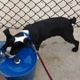 Photo of McAllen Dog Park
