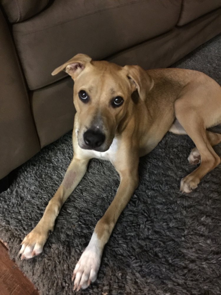 CUSTOM K9’S MOBILE GROOMING Updated August 2024 24 Photos & 26