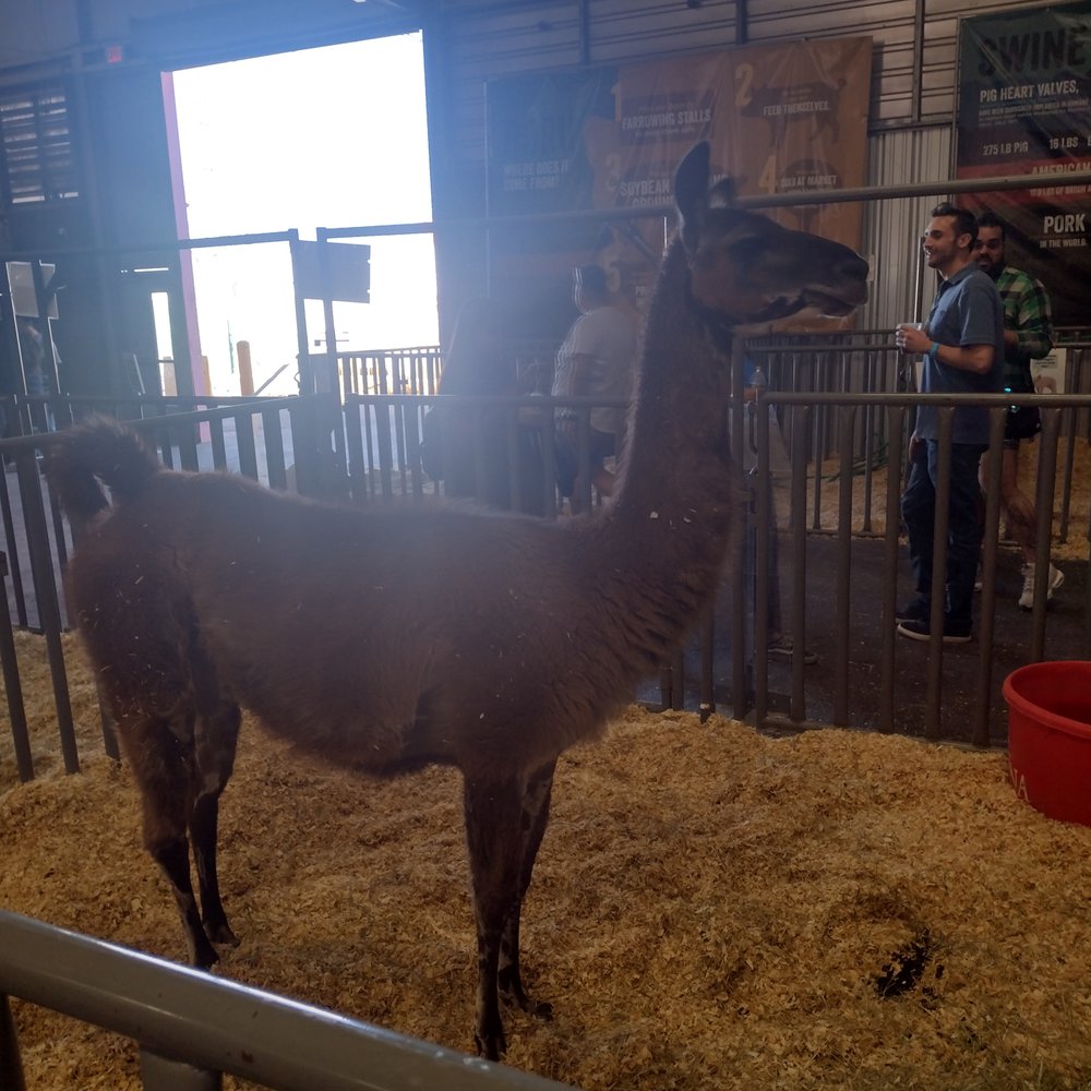 Arizona State Fair - This guy was very active, but I think he was ready to spit at someone. Lamas! - Amusement Parks Near Me - Phoenix, Arizona Arizona State Fair - This guy was very active, but I think he was ready to spit at someone. Lamas! - Amusement Parks Near Me - Phoenix, Arizona