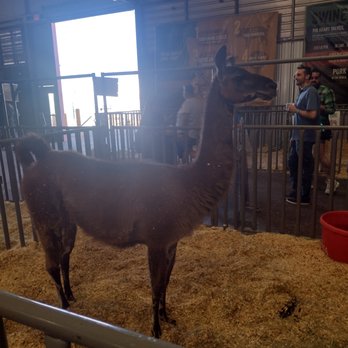 Arizona State Fair - This guy was very active, but I think he was ready to spit at someone.  Lamas! - Amusement Parks Near Me - Phoenix, Arizona