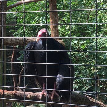 Sunset Zoo - My favorite bird! Thanks for cleaning up - Zoos Near Me - Manhattan, Kansas