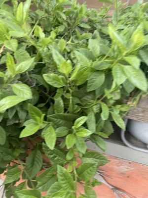 Moonwater Farm by null